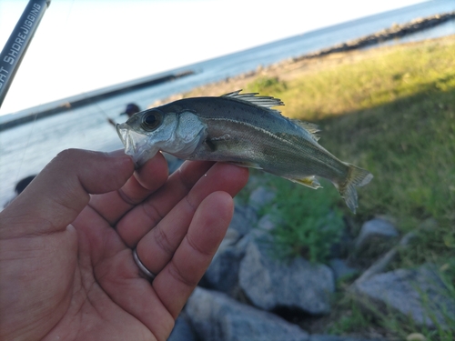 セイゴ（タイリクスズキ）の釣果