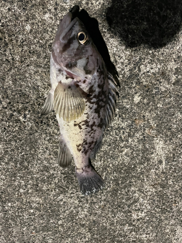 クロソイの釣果