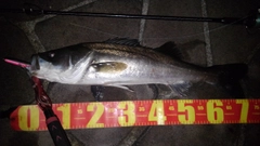 マルスズキの釣果