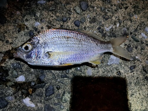 ミナミクロサギの釣果