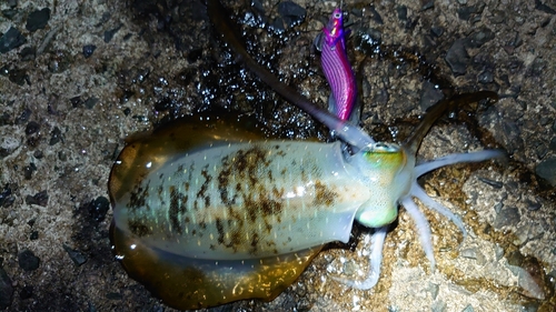 アオリイカの釣果