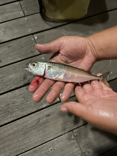 サバの釣果