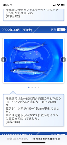 カマスの釣果