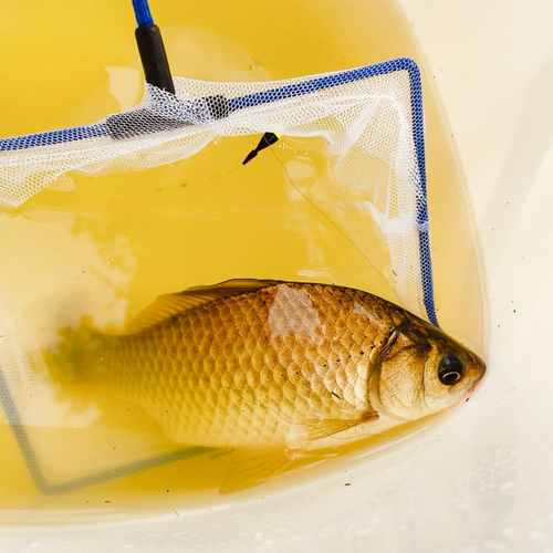 フナの釣果