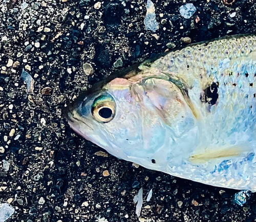 コノシロの釣果