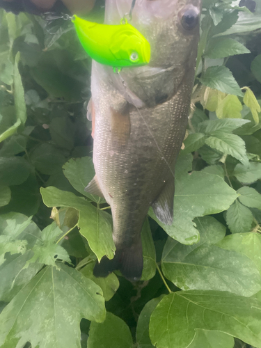 ブラックバスの釣果