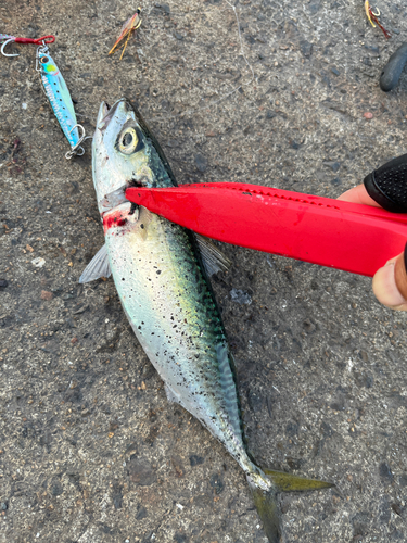 サバの釣果