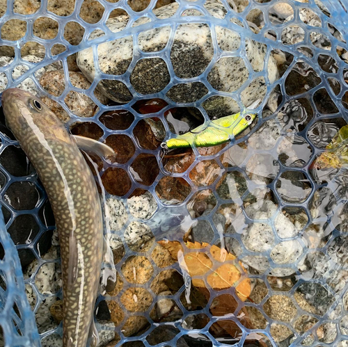 イワナの釣果