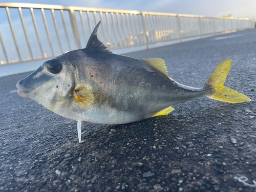 ギマの釣果