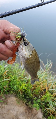 スモールマウスバスの釣果