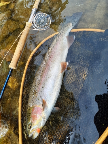 ニジマスの釣果