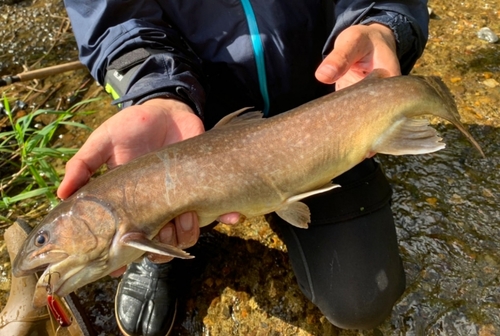 ニッコウイワナの釣果