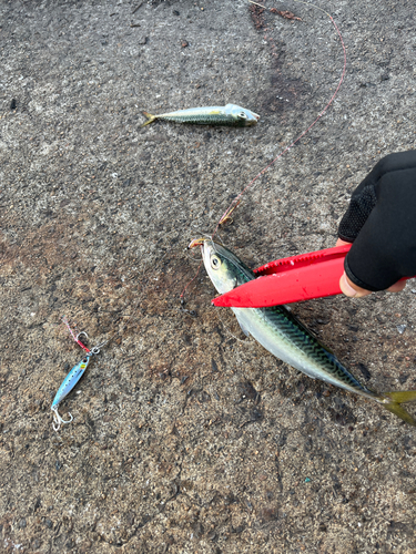 サバの釣果