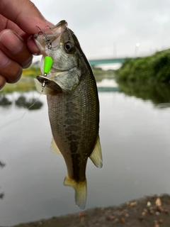 ラージマウスバスの釣果