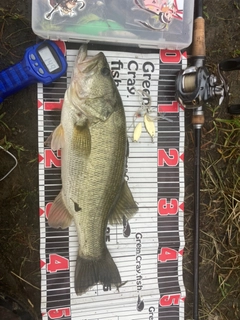 ブラックバスの釣果