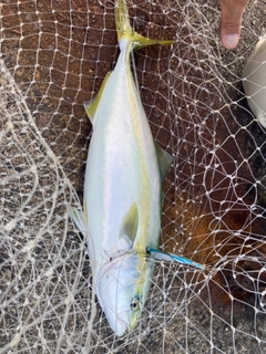 ツバスの釣果