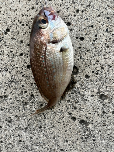 釣果