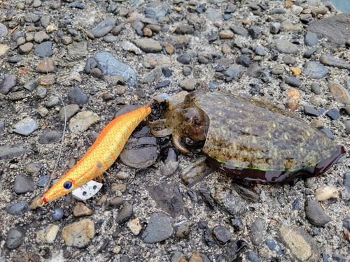 コウイカの釣果