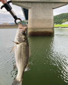 セイゴ（ヒラスズキ）の釣果