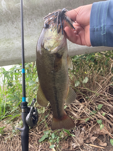 ブラックバスの釣果