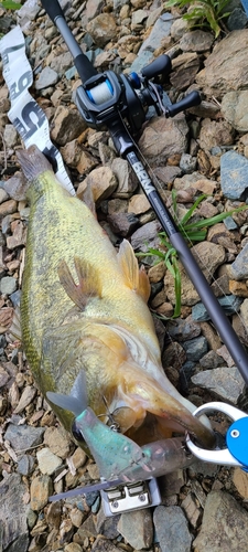 ブラックバスの釣果