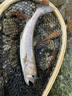 イワナの釣果