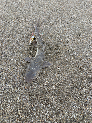 サメの釣果