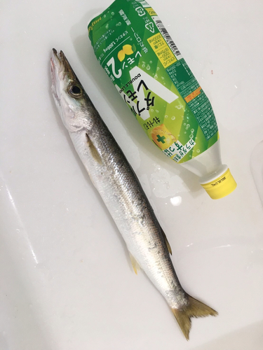 カマスの釣果