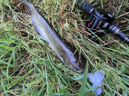 ナマズの釣果