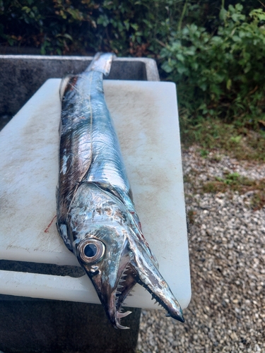 ショゴの釣果