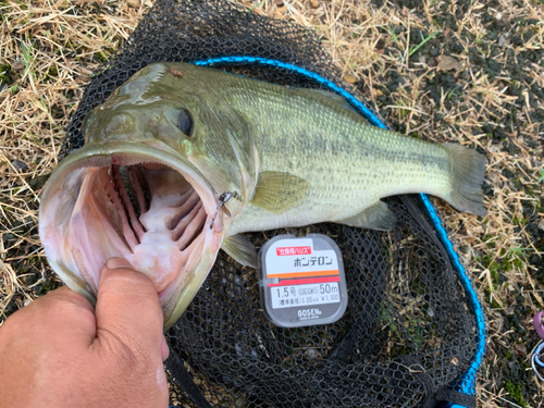 ラージマウスバスの釣果