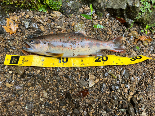 アマゴの釣果