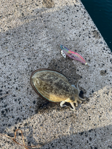 コウイカの釣果