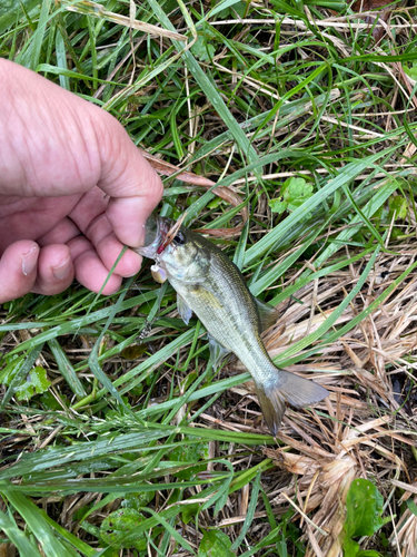 ラージマウスバスの釣果