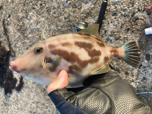 カワハギの釣果