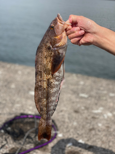 アイナメの釣果