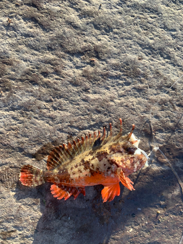 ハオコゼの釣果