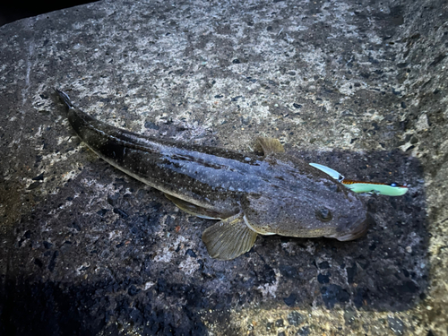 マゴチの釣果