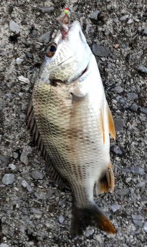 キチヌの釣果