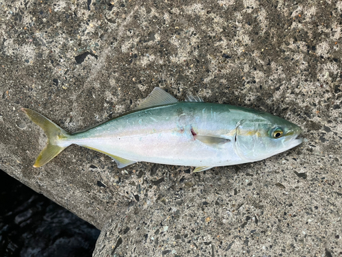 ワカシの釣果