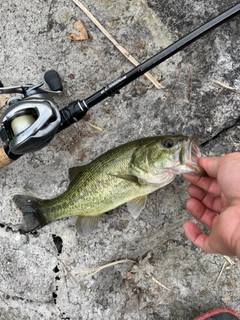 ラージマウスバスの釣果