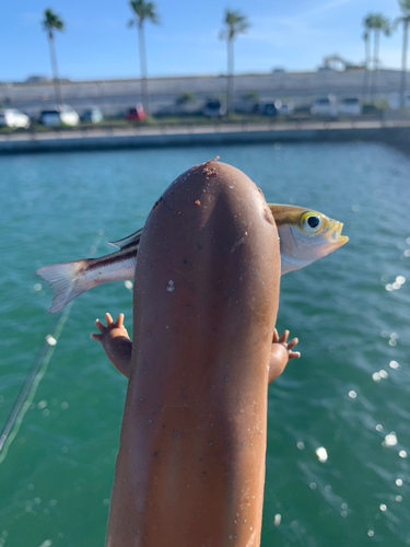 イサキの釣果