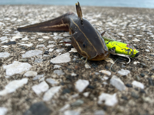 ゴンズイの釣果