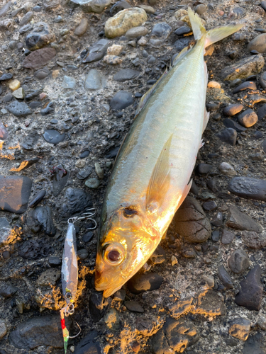 マルアジの釣果