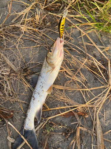 ニゴイの釣果