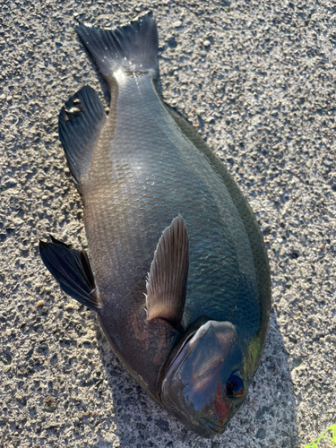 メジナの釣果