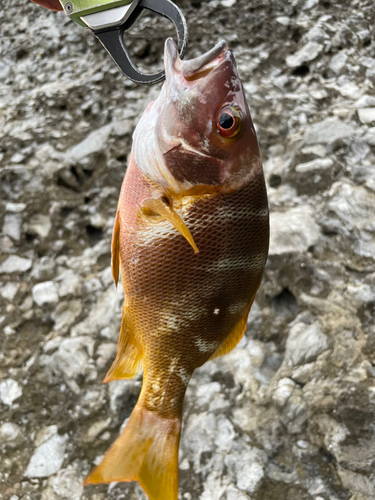 シブダイの釣果