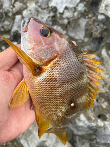 シブダイの釣果