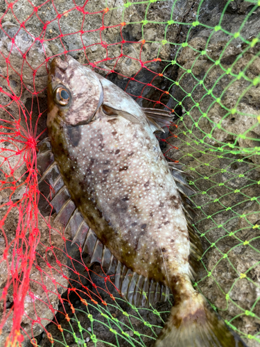 アイゴの釣果