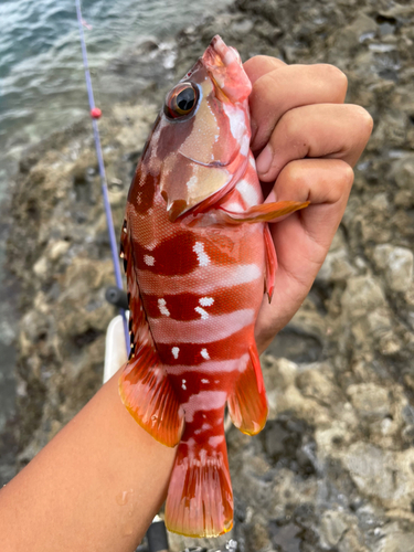 アカハタの釣果